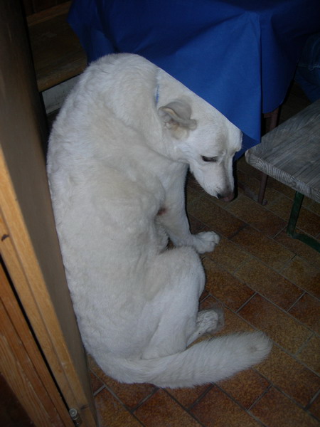 FCLJass2006 10