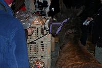 Waldweihnacht2007 50